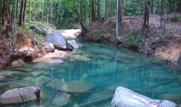 lata belatan 3 forestry.png